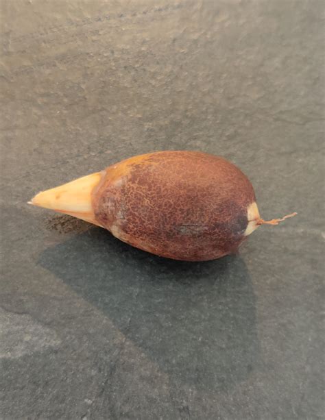 Is this an avocado seed sprouting? How can I give it the best chance to ...