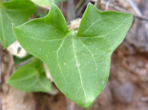 Triangular leaf - photos of Maurandella Antirrhiniflora, Plantaginaceae