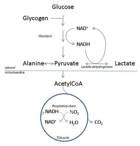 Lactic Acid - Uses In Food, In Muscles, Lactic Acid Build Up