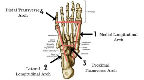 The Arches Of The Foot Longitudinal Transverse TeachMeAnatomy | eduaspirant.com