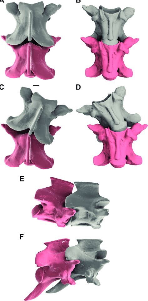 Examples of mobility and articulation of snake vertebrae. (A-E) Corn ...