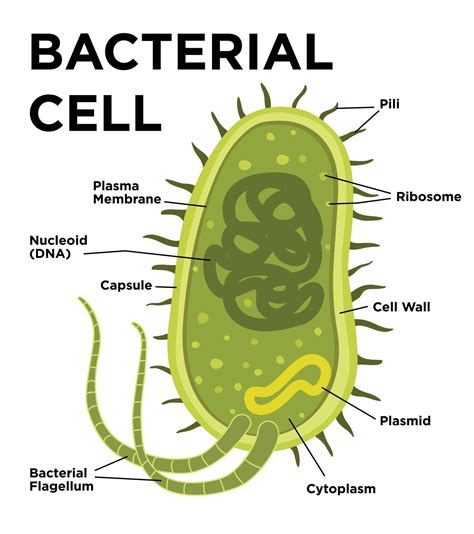 Diagram Bacterial Cell Structure And Function