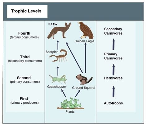 A simple six-member food web for a representative desert grassland. | Learn Science at Scitable