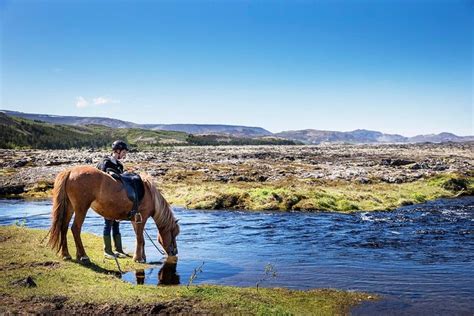 Reykjavik Horseback Riding Tours, Prices, Discounts: TripHobo