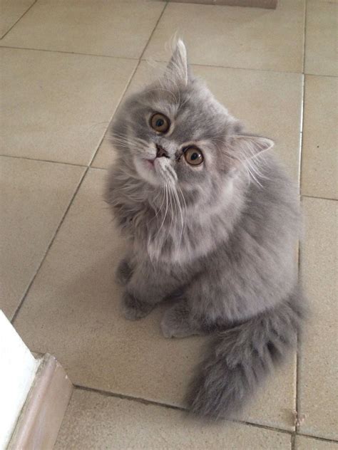 Grey Persian Cat