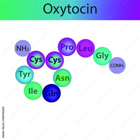 Oxytocin hormone peptide primary structure. Biomolecule schematic amino acid sequence on white ...