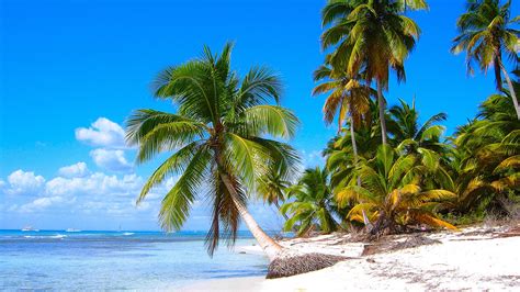 Caribbean shore scenery, sandy beaches, coconut trees, sea Wallpaper | 1920x1080 Full HD ...