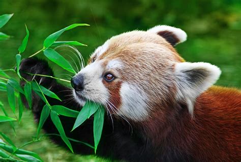 Red Panda Facts: Behavior, Habitat, Diet