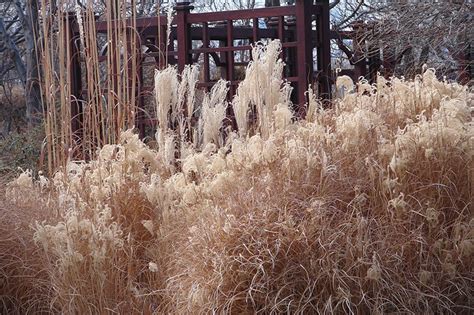 Ornamental Grasses In Winter | American Meadows