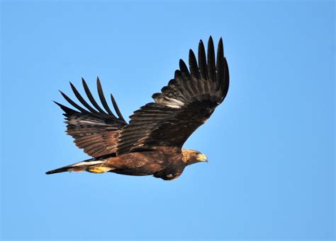 Brown and black bird flying, golden eagle HD wallpaper | Wallpaper Flare