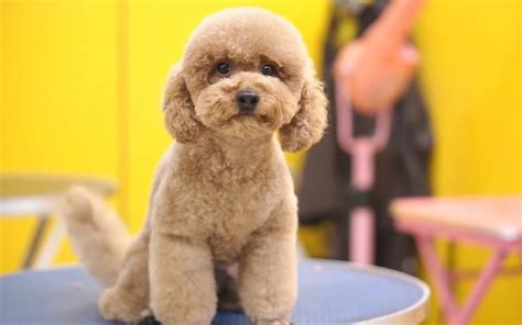 Poodle Grooming - Ultimate Guide: Head to Tail, Style, Tools & More - Crittersitca