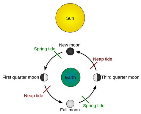 Neap Tide And Spring Tide Diagram