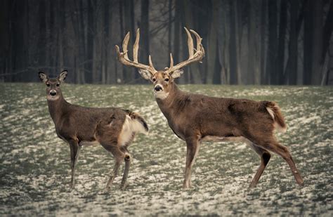 Big Whitetail Buck Wallpaper - WallpaperSafari