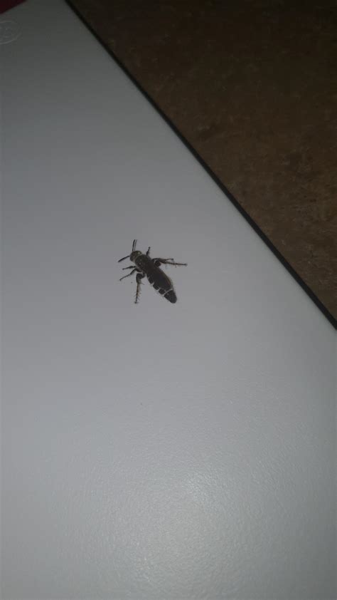 Never seen this type in south africa before. Please ID. : r/bee