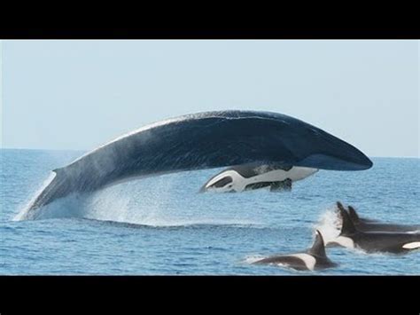 KILLER WHALES VS. FIN WHALE - YouTube