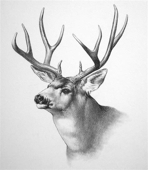 Wildlife Art by Ken Oliver at Coroflot.com