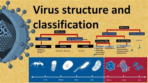 Double-stranded rna virus list 846328-Can viruses have double stranded rna - Pixtabestpictmxch