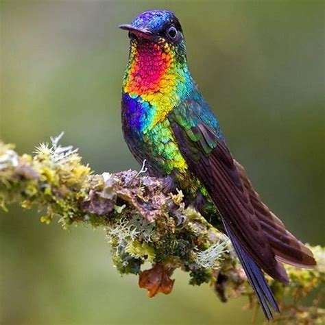 rainbow hummingbird | Beautiful birds, Hummingbird pictures, Colorful birds