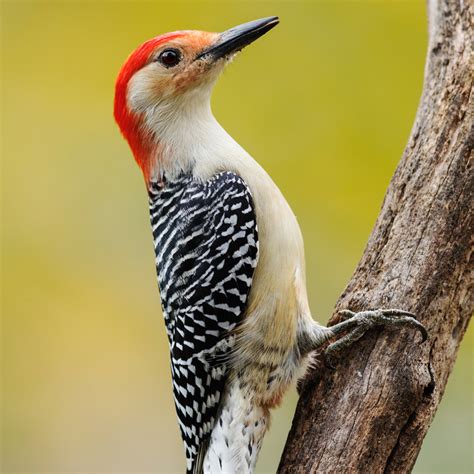 All 8 Woodpeckers in Michigan [With Pictures & Maps]