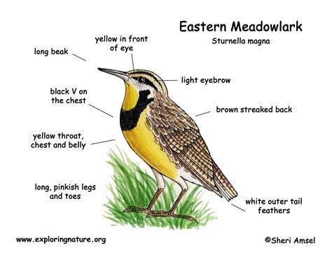 Meadowlark (Eastern)