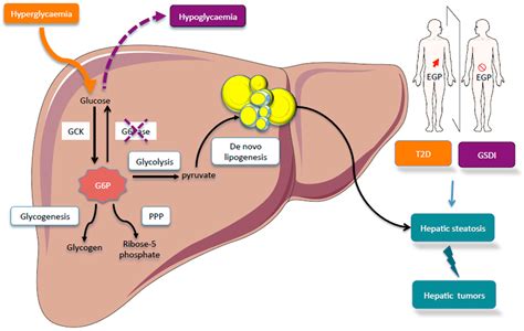 Glucose 6 Phosphate Pathway