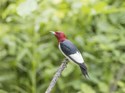 9 Types of Woodpeckers in Michigan (With Pictures) - Birdwatching Tips