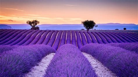 Lavender Field Wallpapers - Wallpaper Cave