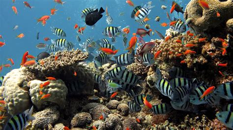 Coral reef fish | Earth Blog