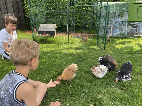 Walk in Chicken Run | Large Outdoor Chicken Enclosure