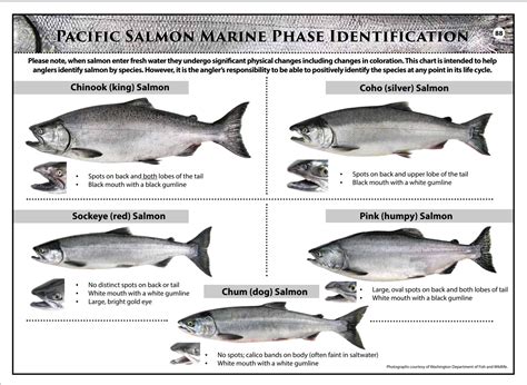 Coho Salmon Identification