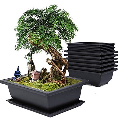 Best Pots For Bonsai Trees Where to Buy? VirginiaBonsai.org