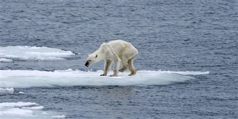 Photographer Links Heartbreaking Image Of Polar Bear To Climate Change And Post Goes Viral On ...