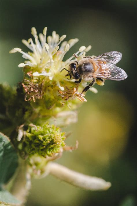 What is Pollination? | Bee Seasonal Raw Honey