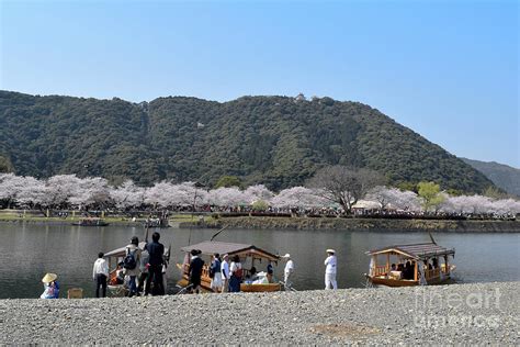 Sakura Festival Photograph by Stefany Miller - Fine Art America