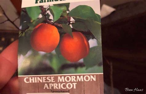 Chinese Mormon Apricot Tree in Our Home Garden | Bren Haas