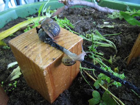 Snail habitat complete with Snircus - snail circus (string to crawl along) Homelife, Earth From ...