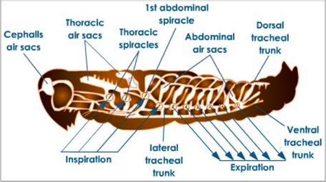 Body Segment: The Abdomen : Montana Science Partnership