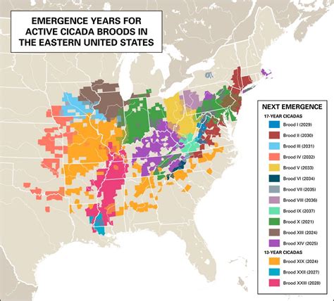 map of emergence years for cicada broods in the eastern United States - Students | Britannica ...