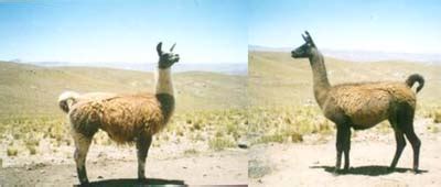 llama con: The Breeds of Llamas