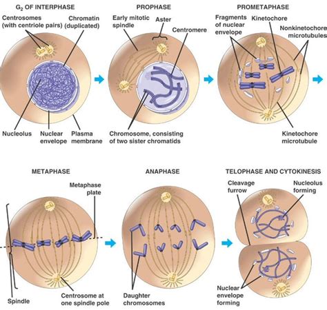 Mitosis Phases Diagram And Description Mitosis Diagram Schem