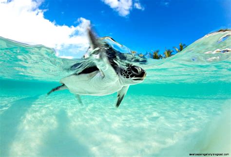 Baby Sea Turtles Swimming | Wallpapers Gallery