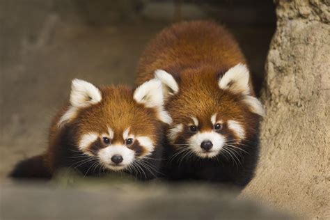 Red Panda Cubs Leaving Lincoln Park Zoo | Chicago Tonight | WTTW