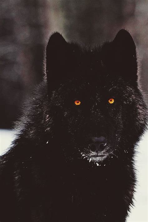 Black Wolf with Yellow Piercing Eyes | Wolf dog, Black wolf, Animals beautiful