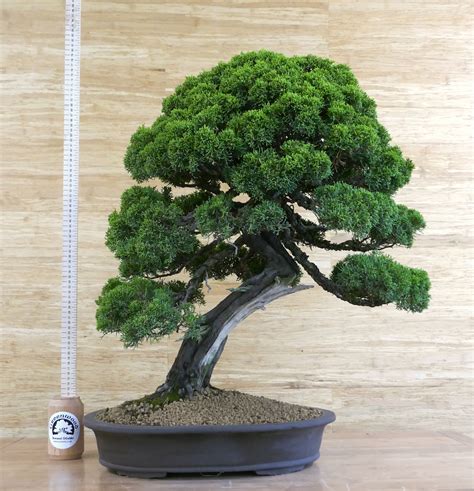 Specimen Chinese Juniper - Greenwood Bonsai Studio