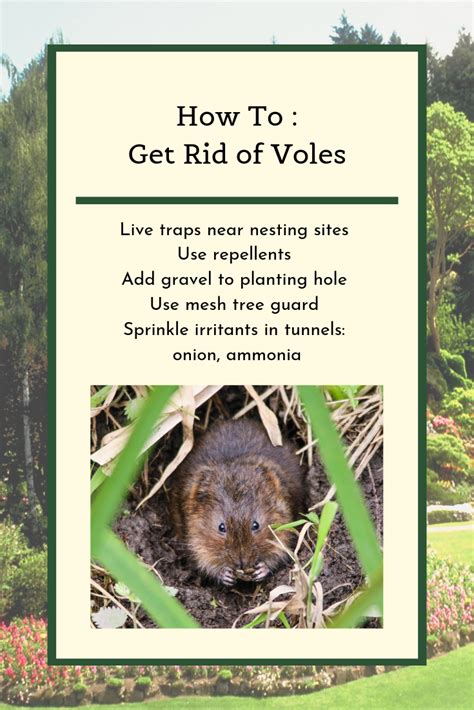 Get Rid of Voles | Gardening tips, Repellents, Book cover