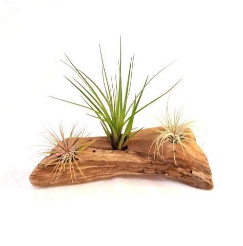 Driftwood With Air Plants Ionantha three Air Plants - Etsy