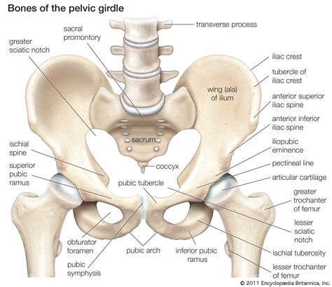 Ischium | anatomy | Britannica