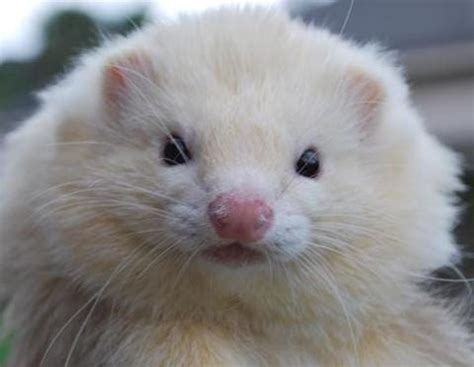 Angora Ferrets. Unlike dogs and cats, who have dozens… | by Ferret Fan ...