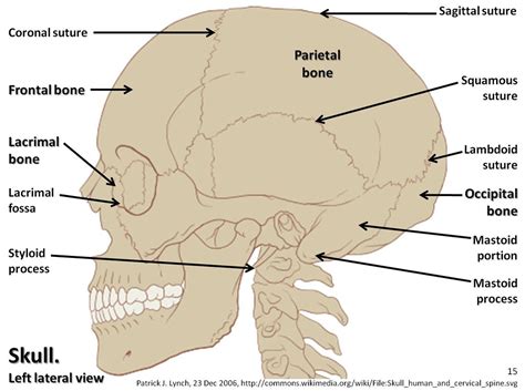 Axial Skeleton Side View Labeled - bmp-slobberknocker