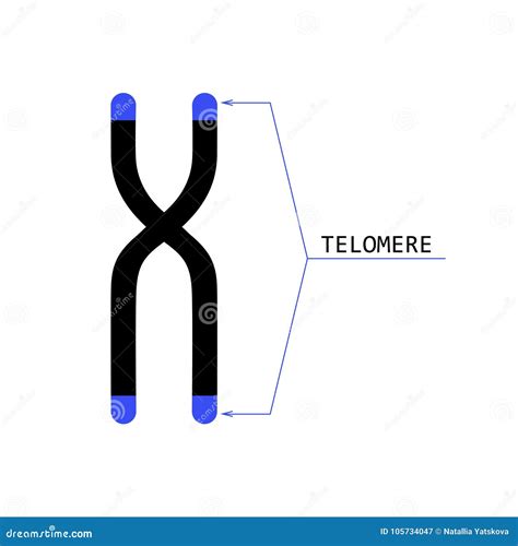 Telomere Is The End Of A Chromosome Vector Illustration | CartoonDealer.com #93878418